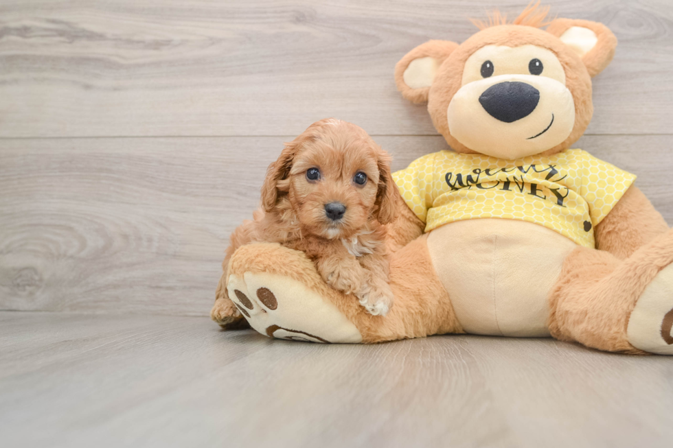 Best Cavapoo Baby