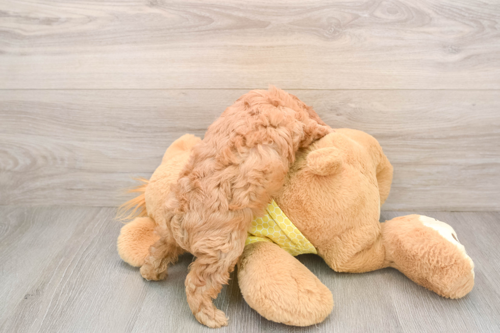 Cavapoo Puppy for Adoption