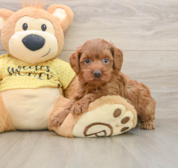 7 week old Cavapoo Puppy For Sale - Seaside Pups
