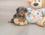 8 week old Cavapoo Puppy For Sale - Seaside Pups
