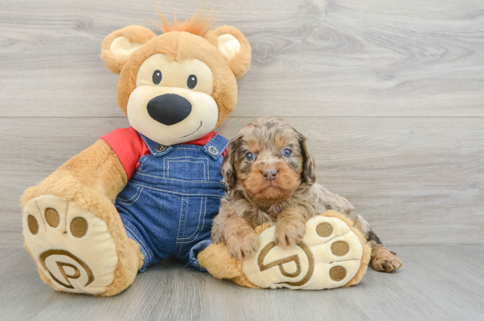 5 week old Cavapoo Puppy For Sale - Seaside Pups