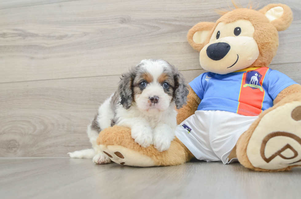 6 week old Cavapoo Puppy For Sale - Seaside Pups