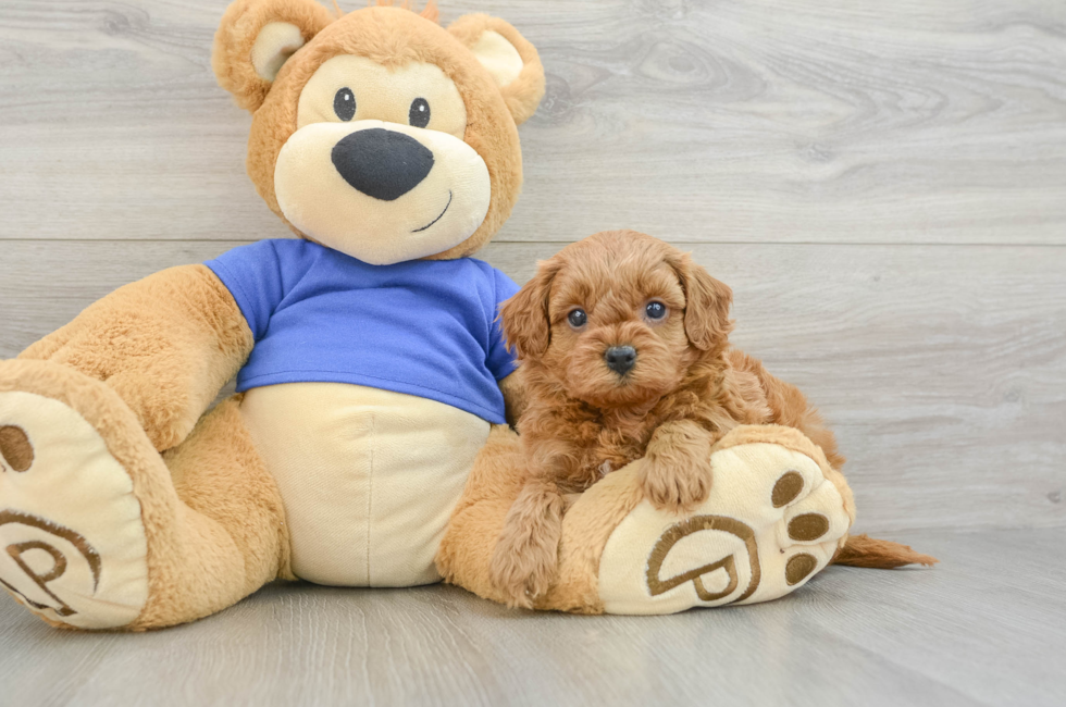 7 week old Cavapoo Puppy For Sale - Seaside Pups