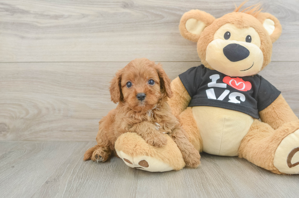 6 week old Cavapoo Puppy For Sale - Seaside Pups