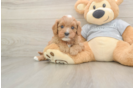 Popular Cavapoo Poodle Mix Pup