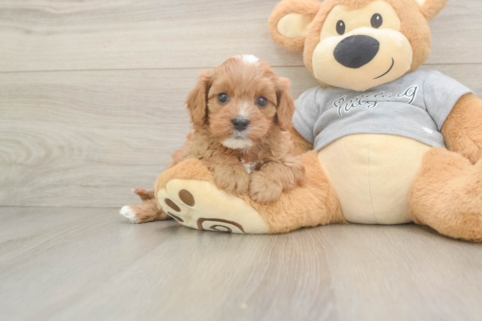 Popular Cavapoo Poodle Mix Pup