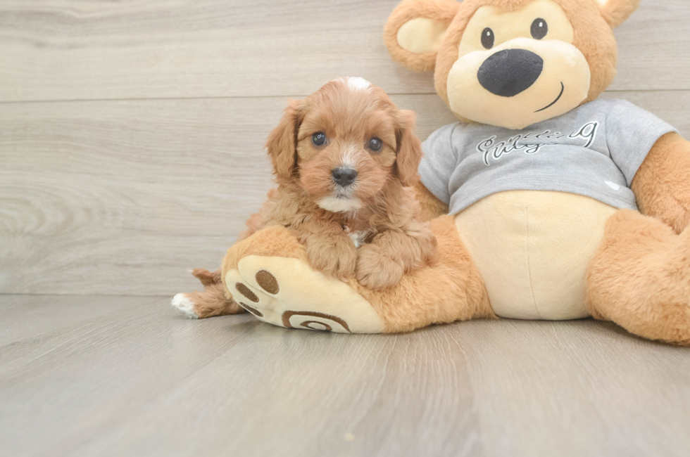 5 week old Cavapoo Puppy For Sale - Seaside Pups