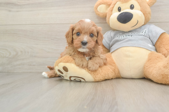 Popular Cavapoo Poodle Mix Pup
