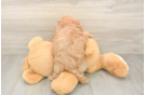 Cavapoo Pup Being Cute