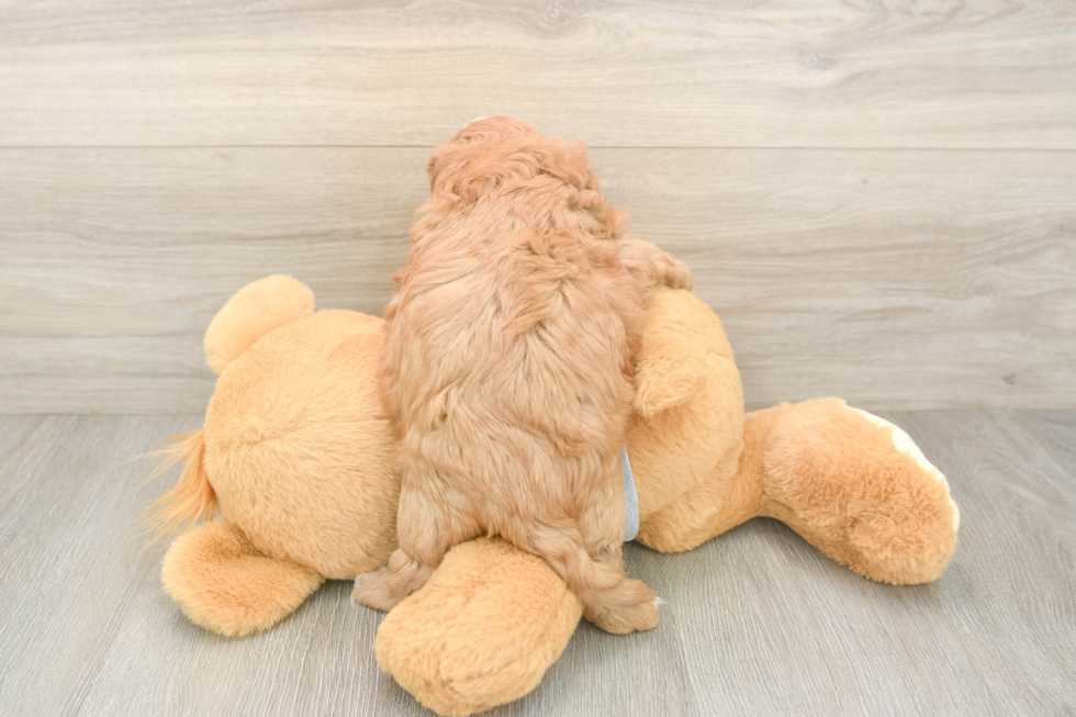 Cavapoo Pup Being Cute