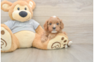 Happy Cavapoo Baby
