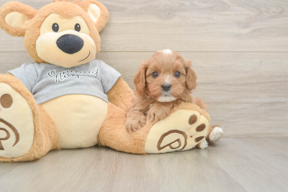 Happy Cavapoo Baby