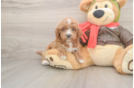 Cavapoo Puppy for Adoption