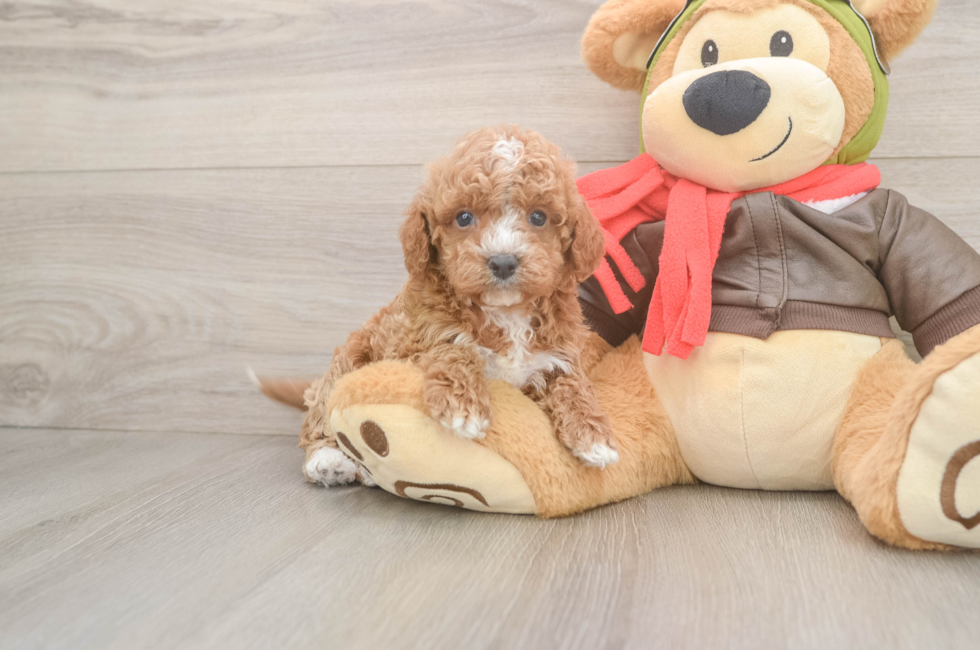 5 week old Cavapoo Puppy For Sale - Seaside Pups