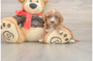Cavapoo Pup Being Cute