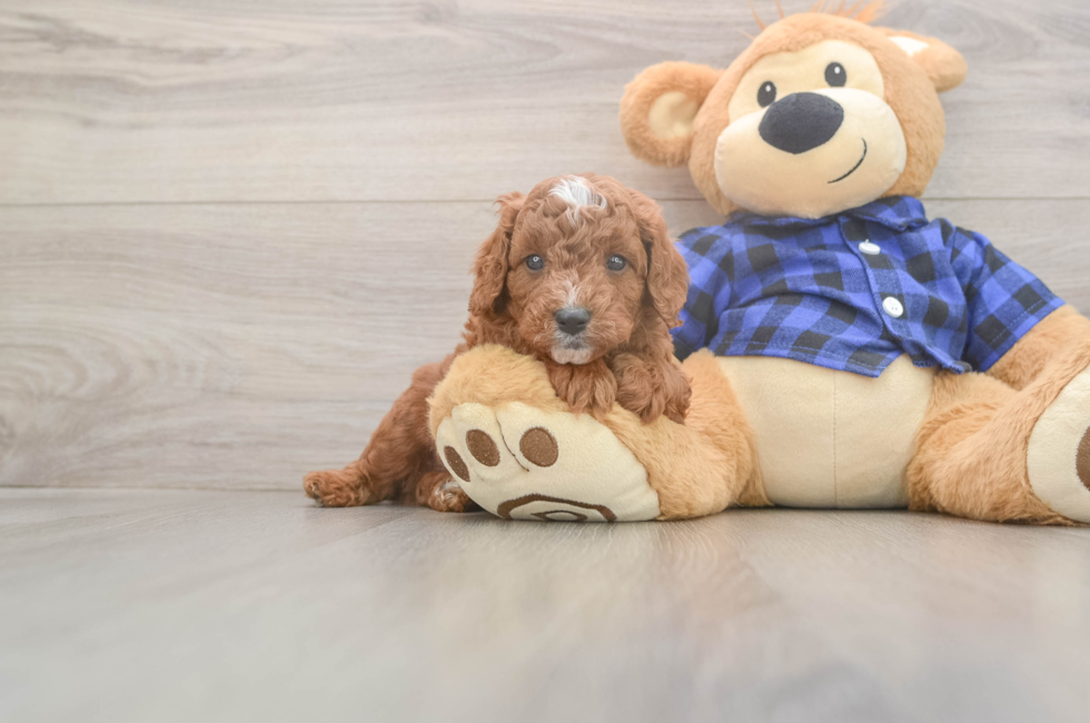 5 week old Cavapoo Puppy For Sale - Seaside Pups