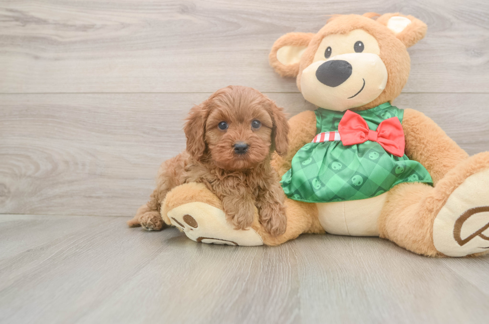 6 week old Cavapoo Puppy For Sale - Seaside Pups