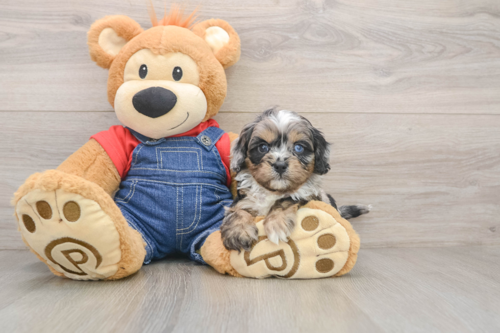 Cavapoo Pup Being Cute