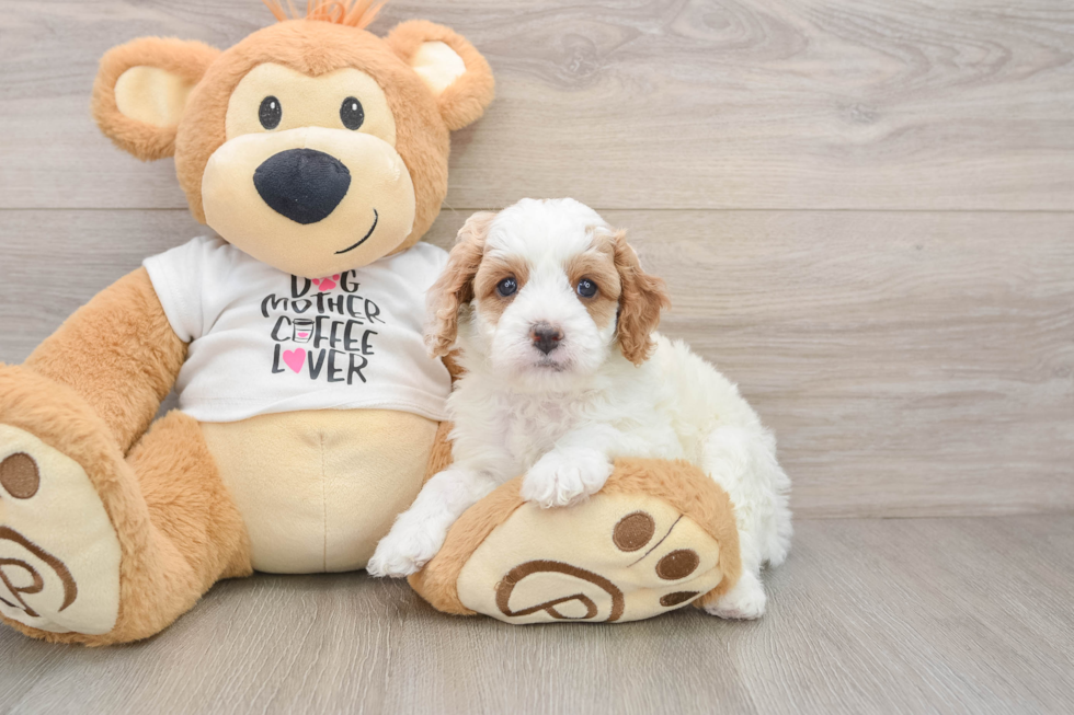 Cavapoo Pup Being Cute