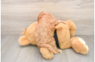 Best Cavapoo Baby