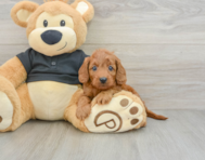 8 week old Cavapoo Puppy For Sale - Seaside Pups