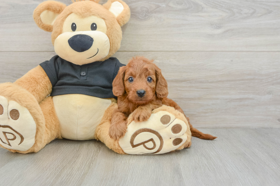 7 week old Cavapoo Puppy For Sale - Seaside Pups