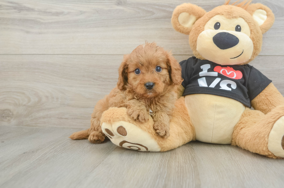 6 week old Cavapoo Puppy For Sale - Seaside Pups