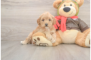 Fluffy Cavapoo Poodle Mix Pup