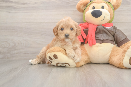 Fluffy Cavapoo Poodle Mix Pup