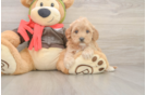 Cavapoo Pup Being Cute