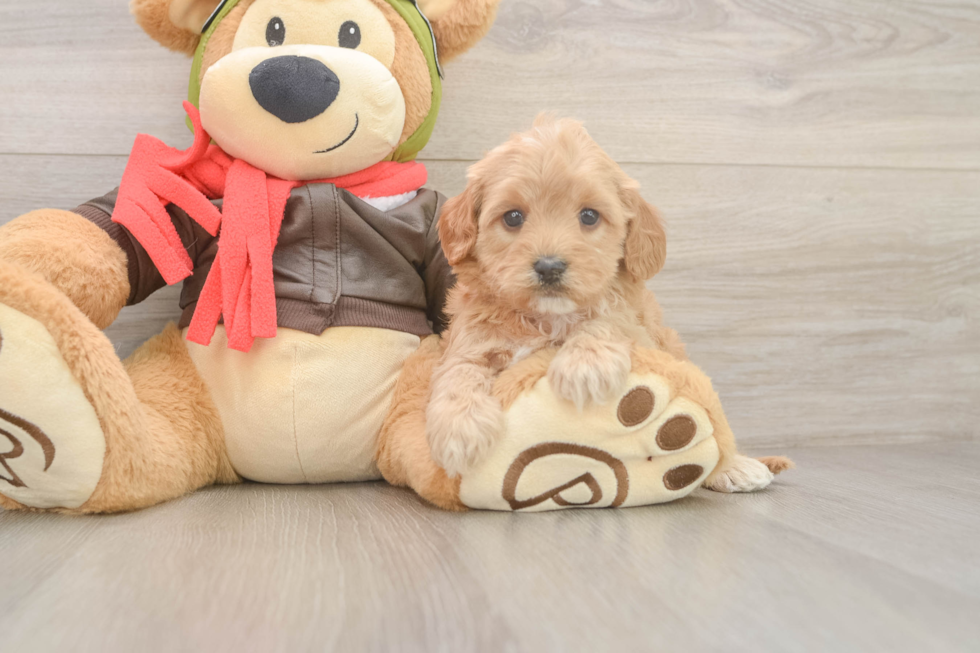 Cavapoo Pup Being Cute