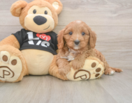 8 week old Cavapoo Puppy For Sale - Seaside Pups
