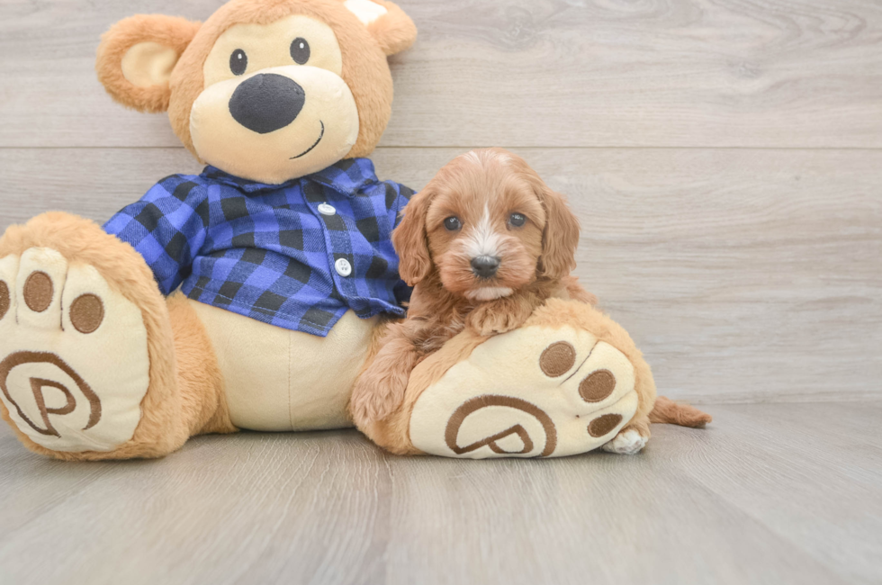 5 week old Cavapoo Puppy For Sale - Seaside Pups