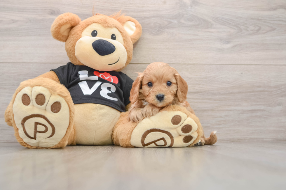 Hypoallergenic Cavadoodle Poodle Mix Puppy
