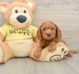 7 week old Cavapoo Puppy For Sale - Seaside Pups