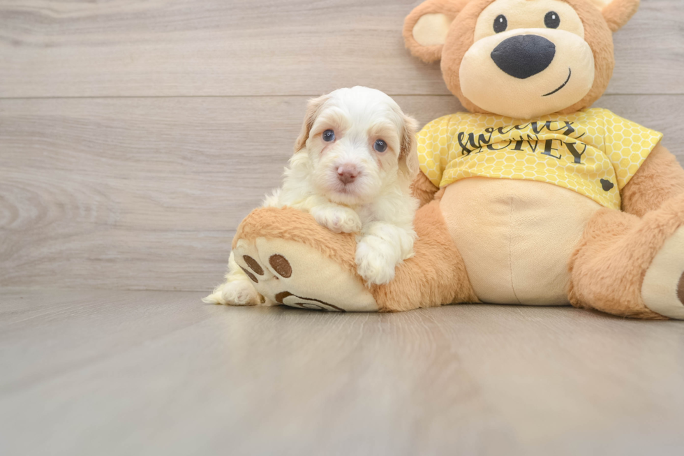 Cavapoo Puppy for Adoption