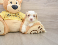 6 week old Cavapoo Puppy For Sale - Seaside Pups