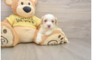 Cavapoo Puppy for Adoption