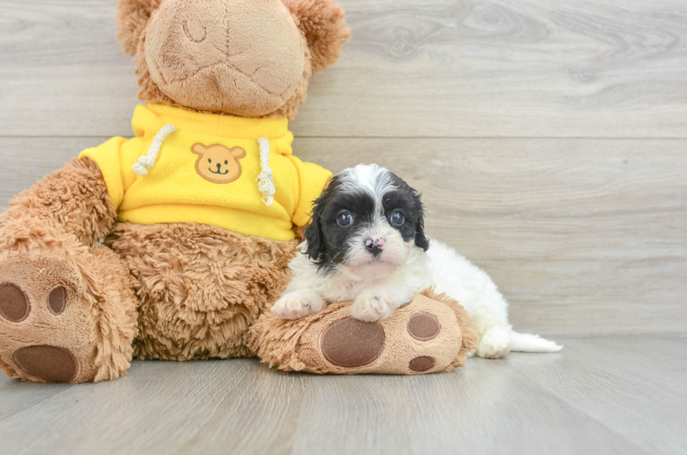 8 week old Cavapoo Puppy For Sale - Seaside Pups