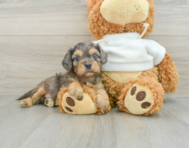 9 week old Cavapoo Puppy For Sale - Seaside Pups