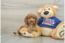 Cavapoo Puppy for Adoption