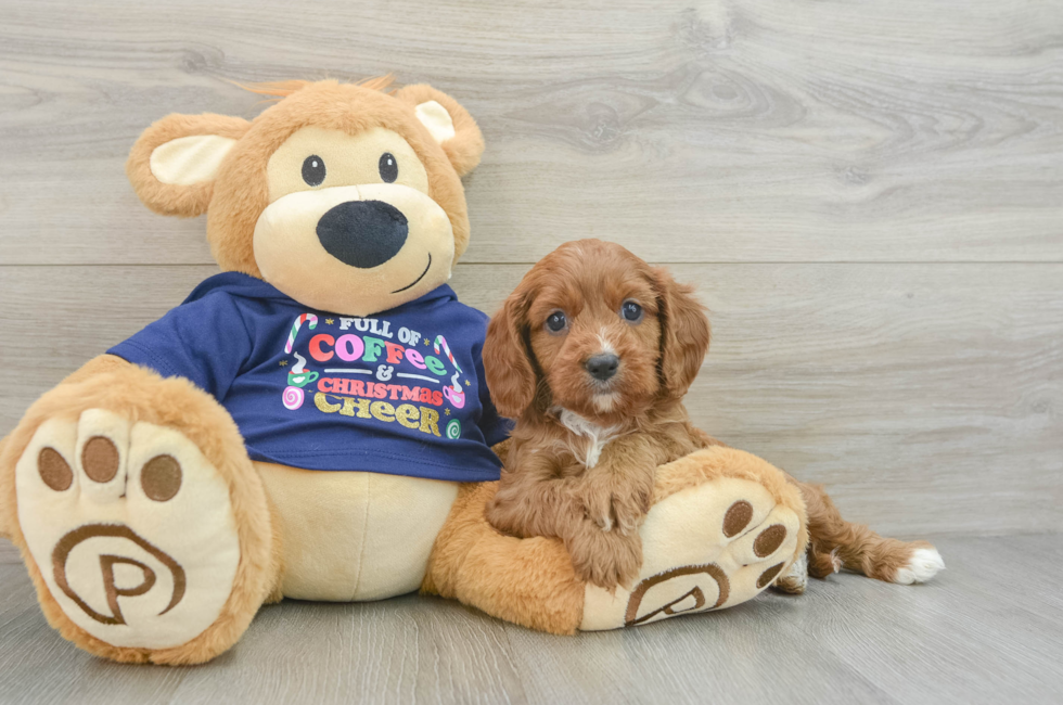 5 week old Cavapoo Puppy For Sale - Seaside Pups