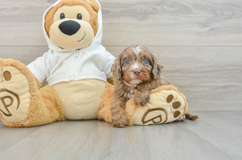 5 week old Cavapoo Puppy For Sale - Seaside Pups