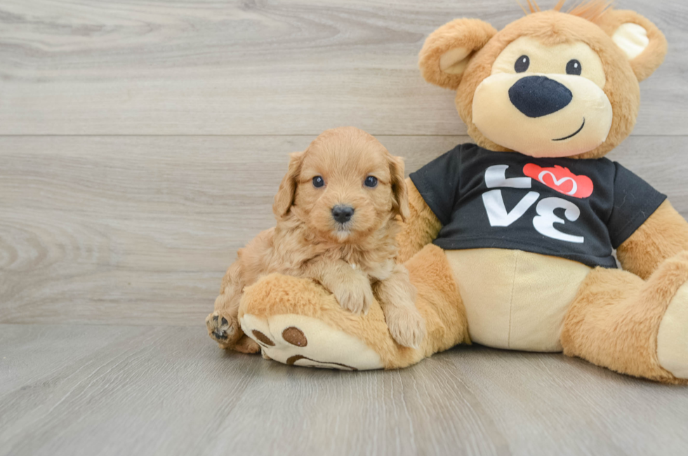 5 week old Cavapoo Puppy For Sale - Seaside Pups