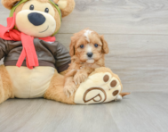8 week old Cavapoo Puppy For Sale - Seaside Pups