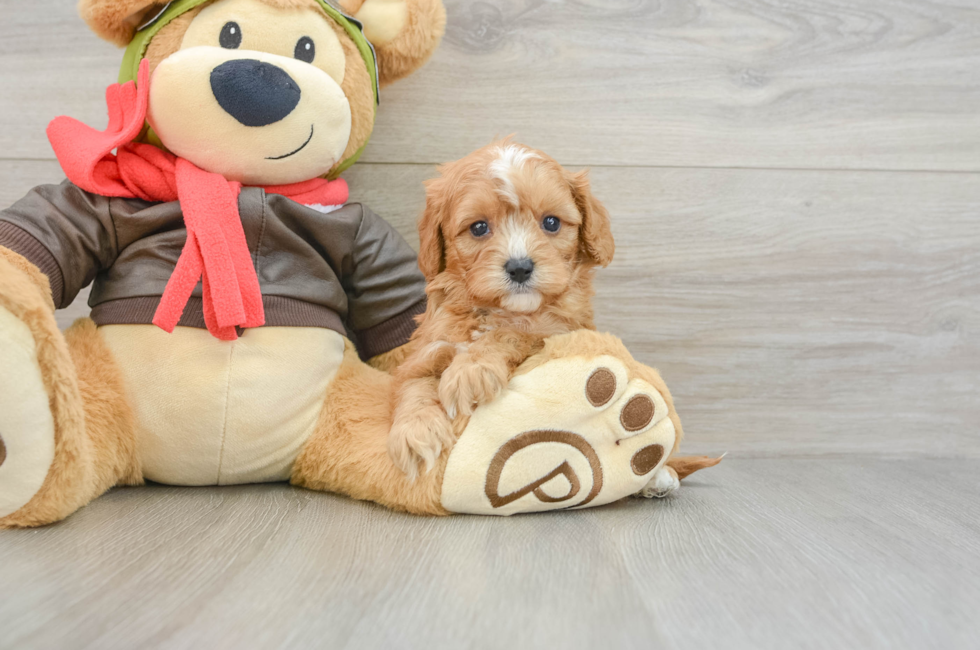 6 week old Cavapoo Puppy For Sale - Seaside Pups