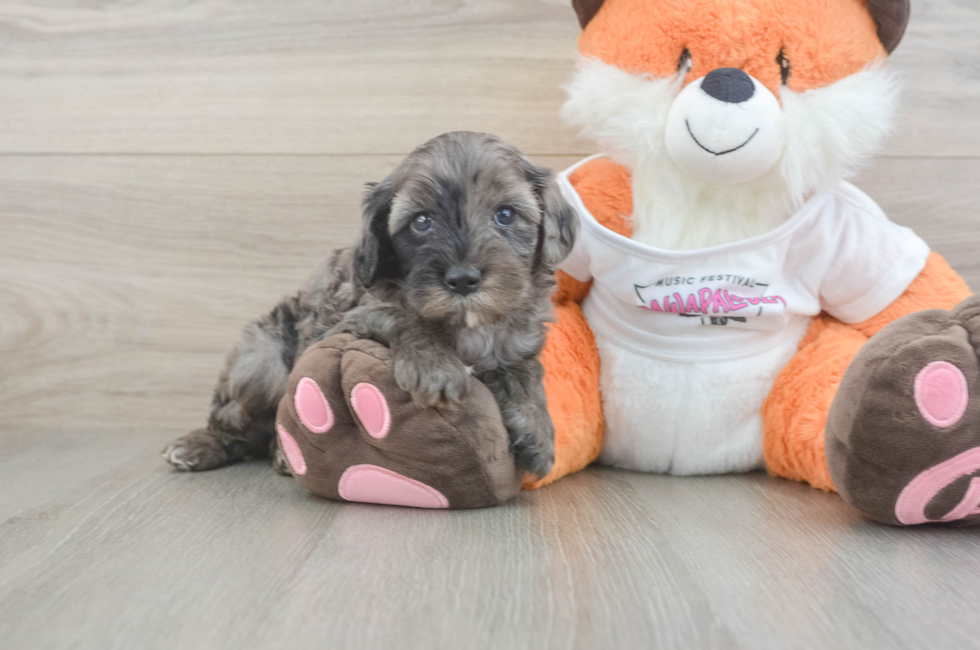 5 week old Cavapoo Puppy For Sale - Seaside Pups
