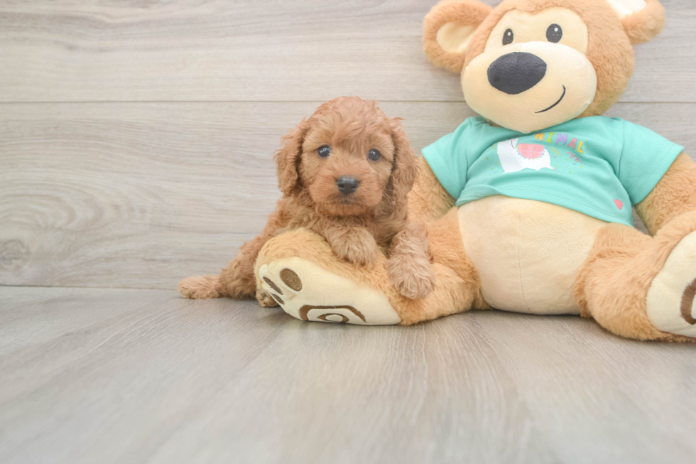 Meet Kaiser - our Cavapoo Puppy Photo  1/3 - Seaside Pups Friendly Cavapoo Baby