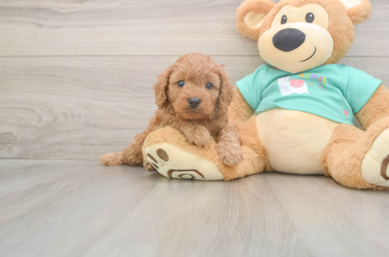 5 week old Cavapoo Puppy For Sale - Seaside Pups Friendly Cavapoo Baby