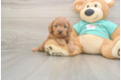 Meet Kaiser - our Cavapoo Puppy Photo  1/3 - Seaside Pups Friendly Cavapoo Baby